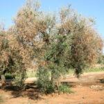 Alberi di olivo colpiti dalla Xylella. La torrida estate ha dato il colpo di grazia anche in Valle d'Itria
