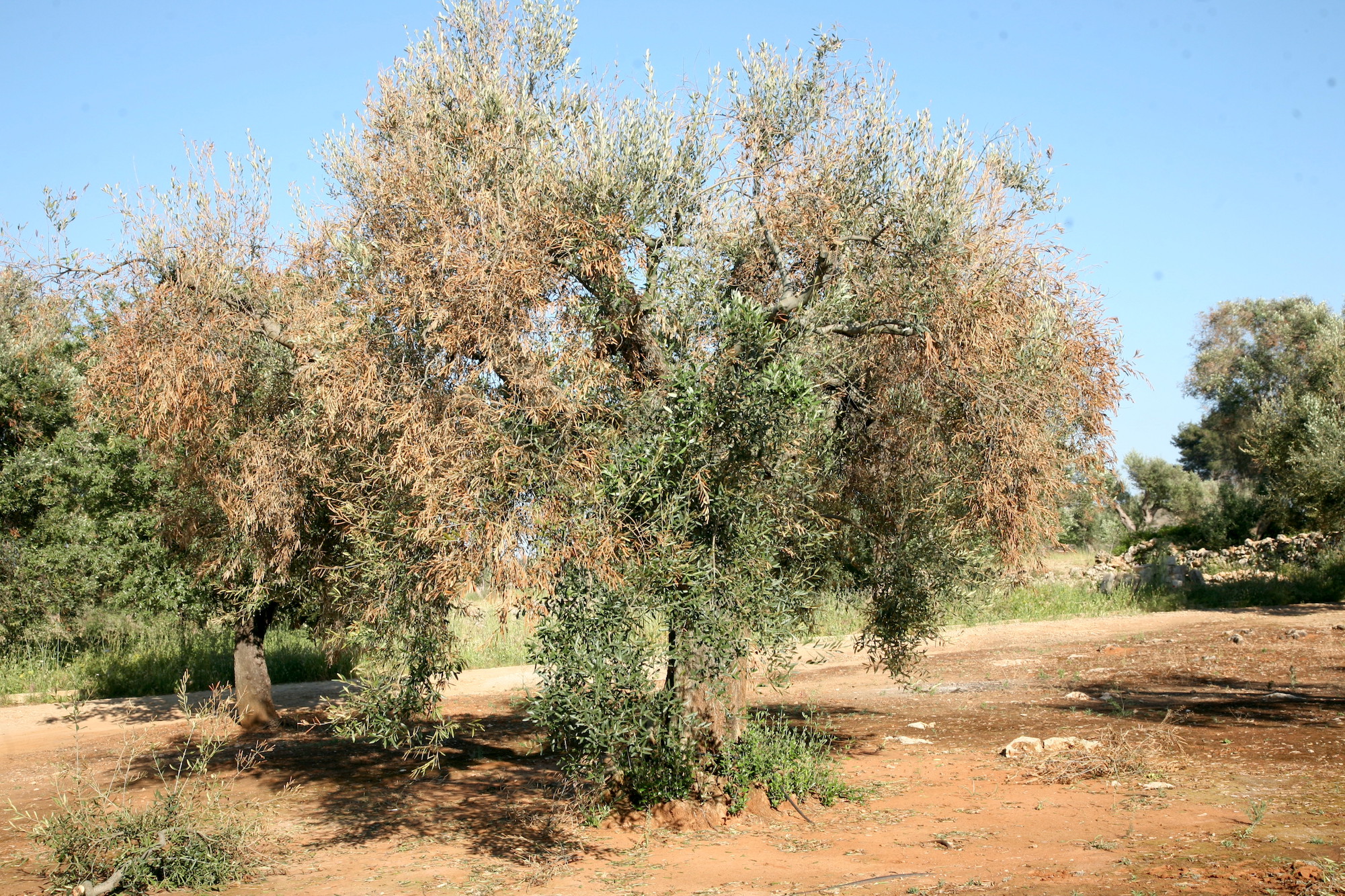 Alberi di olivo colpiti dalla Xylella. La torrida estate ha dato il colpo di grazia anche in Valle d'Itria